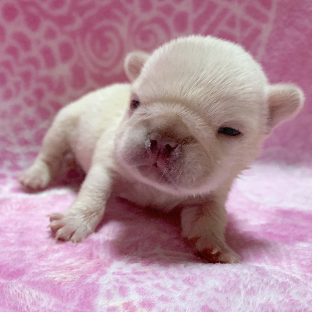 9月27日生まれの子犬（女の子）の写真と動画を掲載しました！｜新着情報と出産のお知らせ 