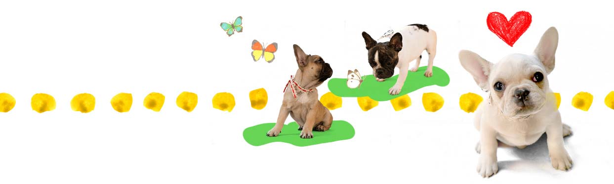 フレンチブルドッグ親犬画像