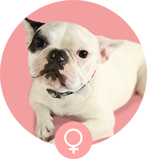 フレンチブルドッグ母犬「めかぶ」