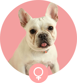 クリームの母犬「ぶーこ」