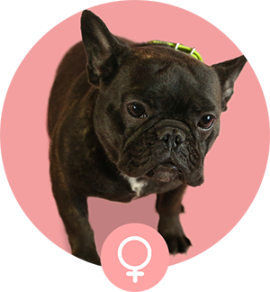 フレンチブルドッグ母犬「ぶり」