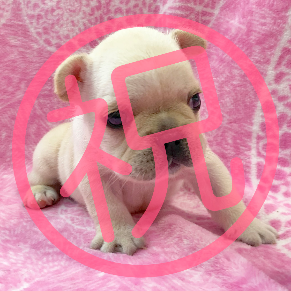 フレンチブルドッグ クリームの子犬