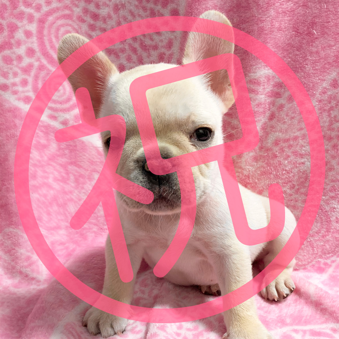 フレンチブルドッグ クリームの子犬