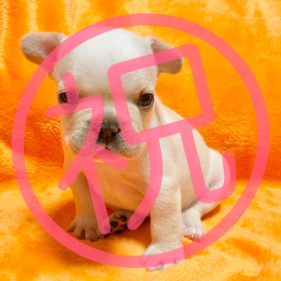 フレンチブルドッグクリームの子犬