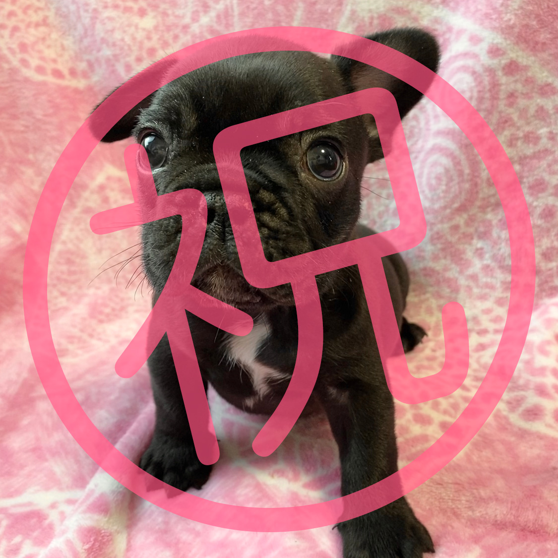 フレンチブルドッグ ブリンドルの子犬