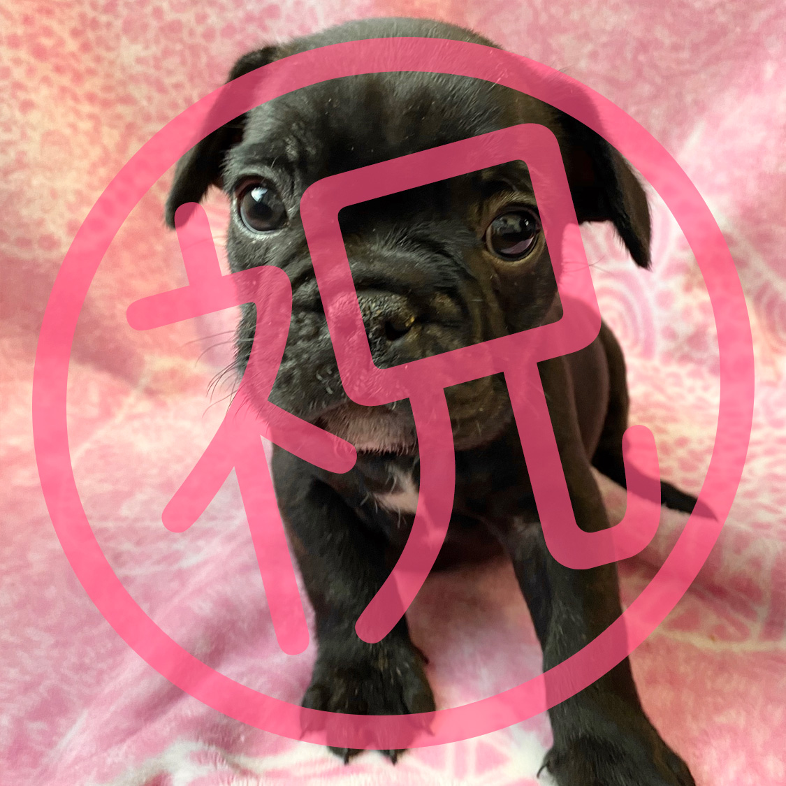 フレンチブルドッグ ブリンドルの子犬