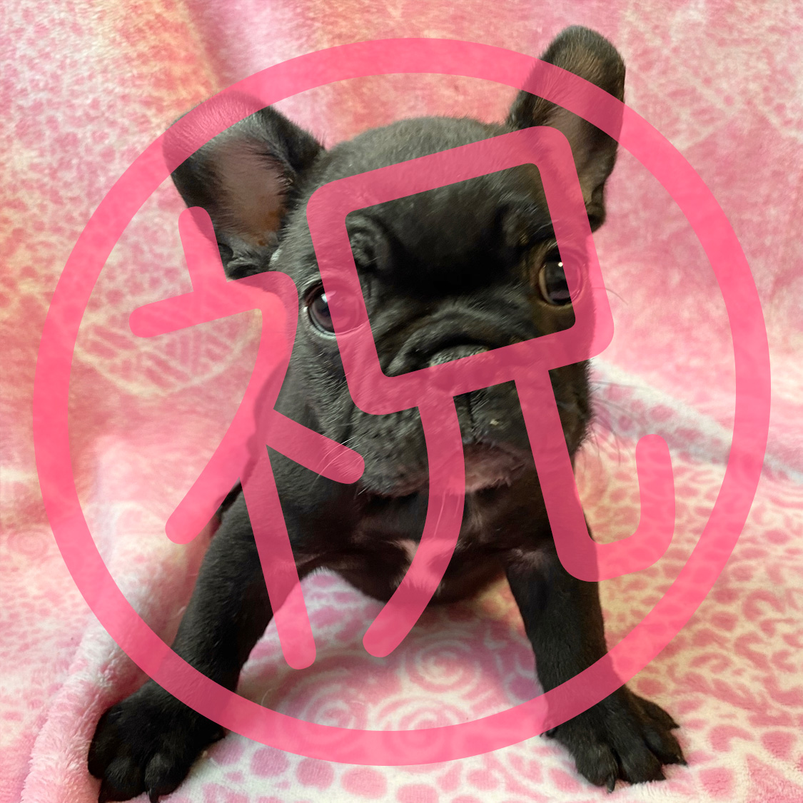 フレンチブルドッグ ブリンドルの子犬