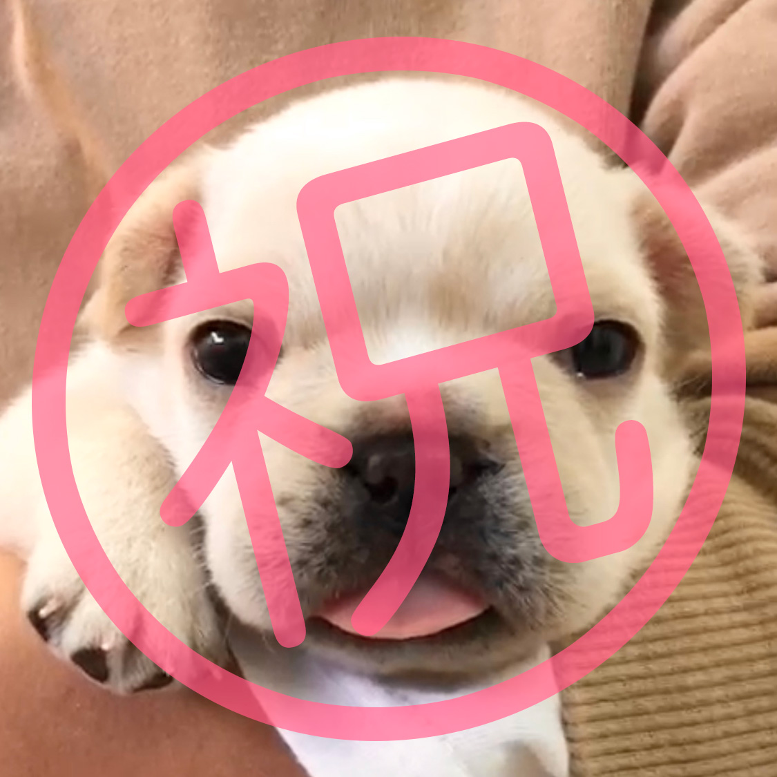 祝_ご家族が決まりました