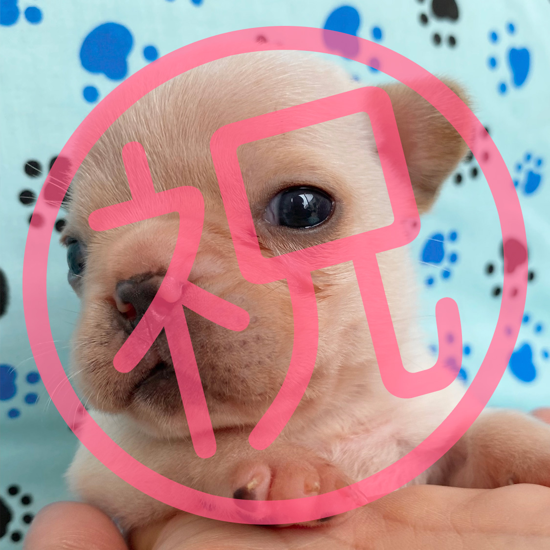 祝_ご家族が決まりました