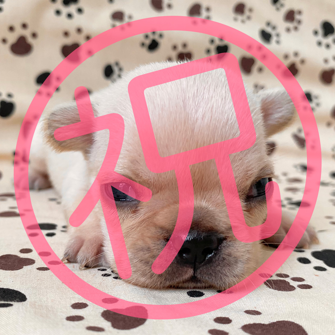 祝_ご家族が決まりました