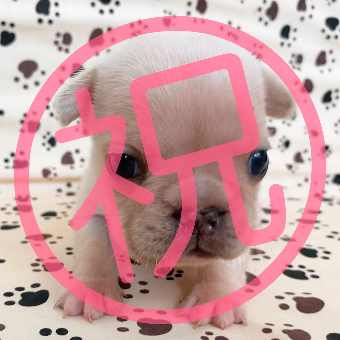 祝_ご家族が決まりました