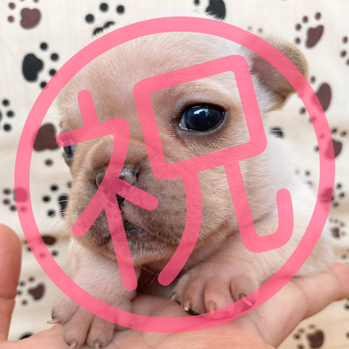 祝_ご家族が決まりました