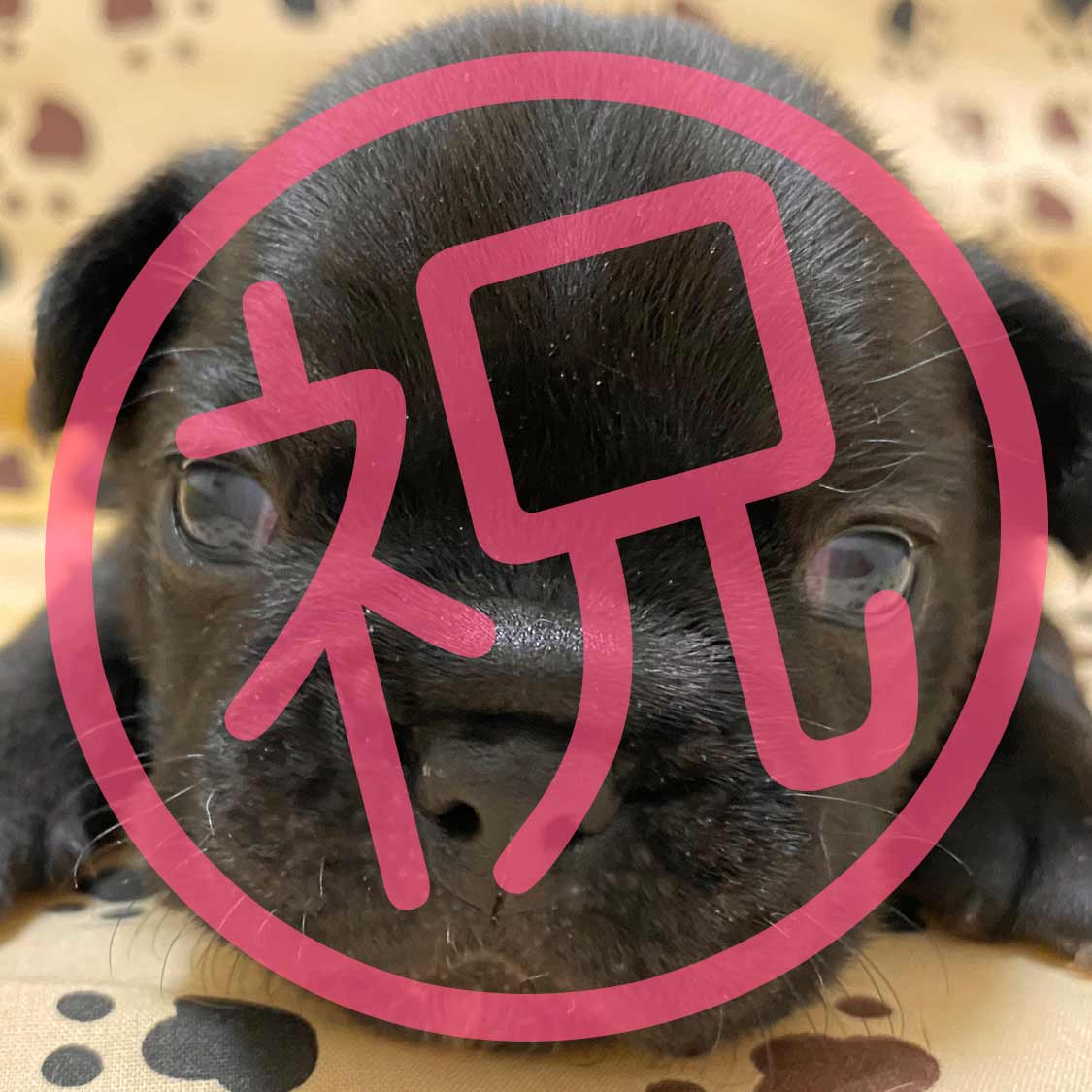 祝_ご家族が決まりました