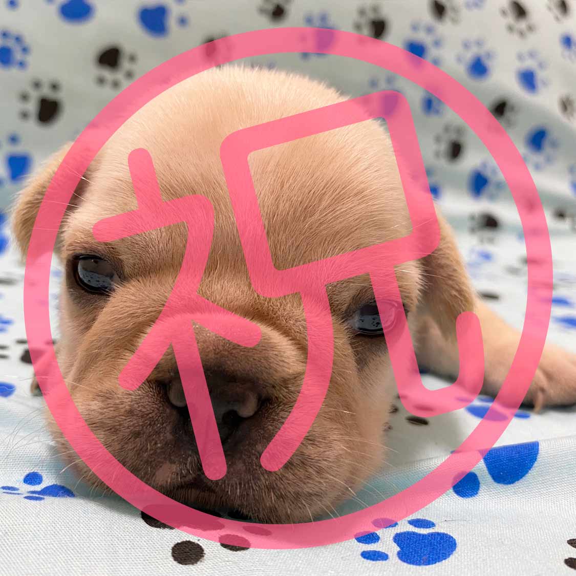 祝_ご家族が決まりました