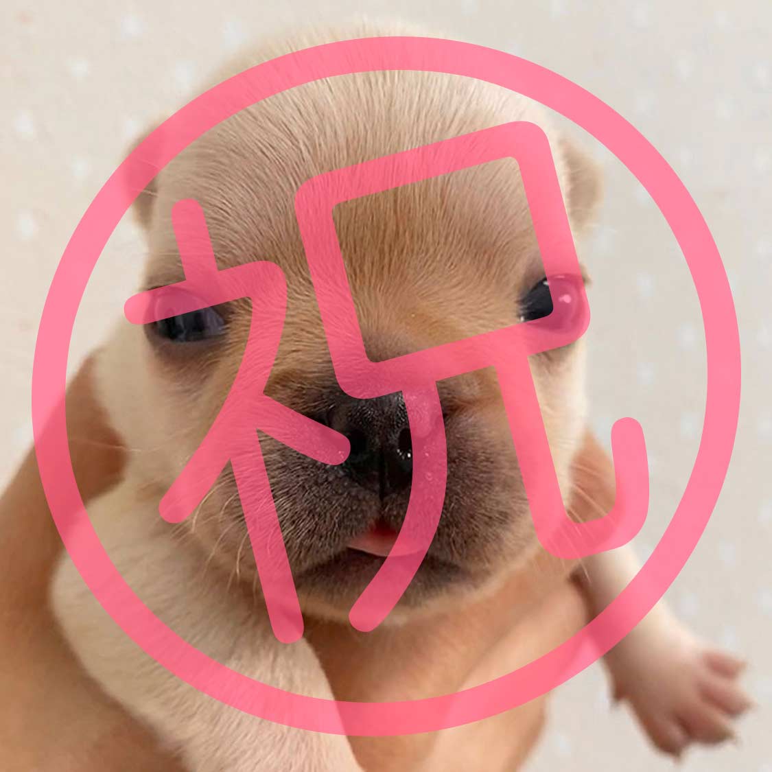 祝_ご家族が決まりました（女の子クリーム）