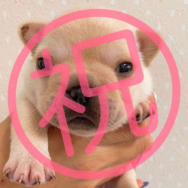 祝_ご家族が決まりました（男の子クリーム）