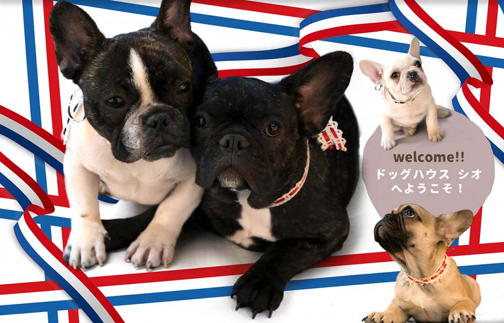フレンチブルドッグが集まっている可愛い写真1