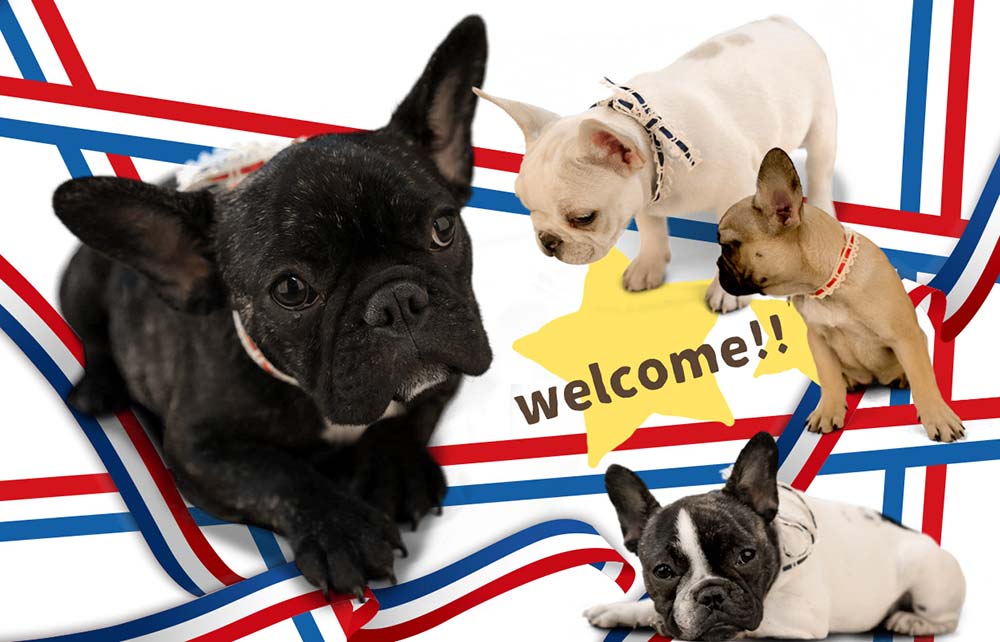 フレンチブルドッグが集まっている可愛い写真2
