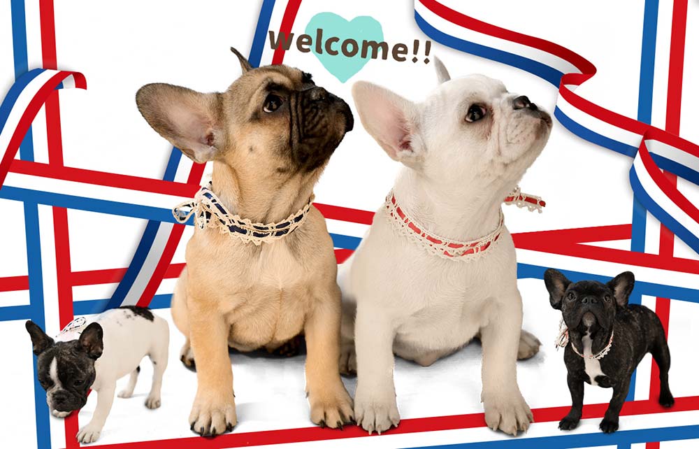 フレンチブルドッグが集まっている可愛い写真3