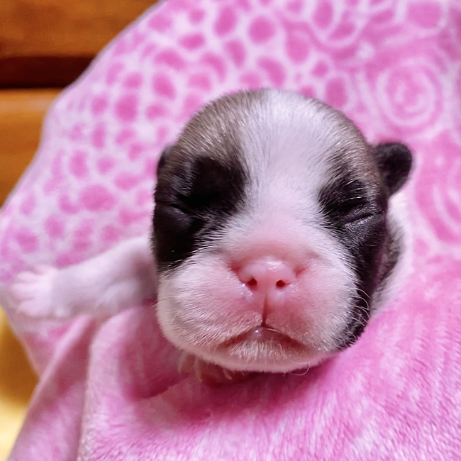 フォーンとフォーンパイドの子犬が産まれました😊｜新着情報と出産のお知らせ 