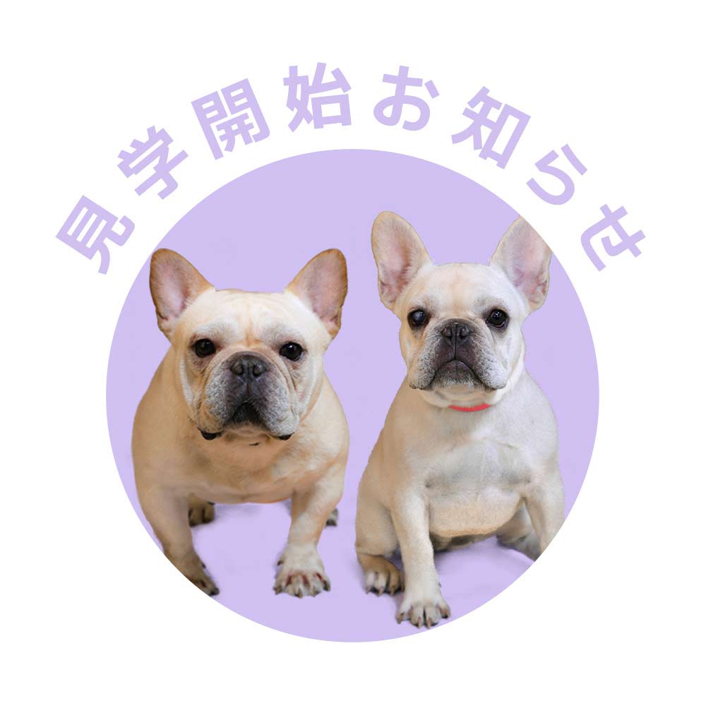 フレンチブルドッグブリーダー 埼玉県深谷市ドッグハウス シオ 埼玉 深谷のフレンチブルドッグ専門ブリーダー