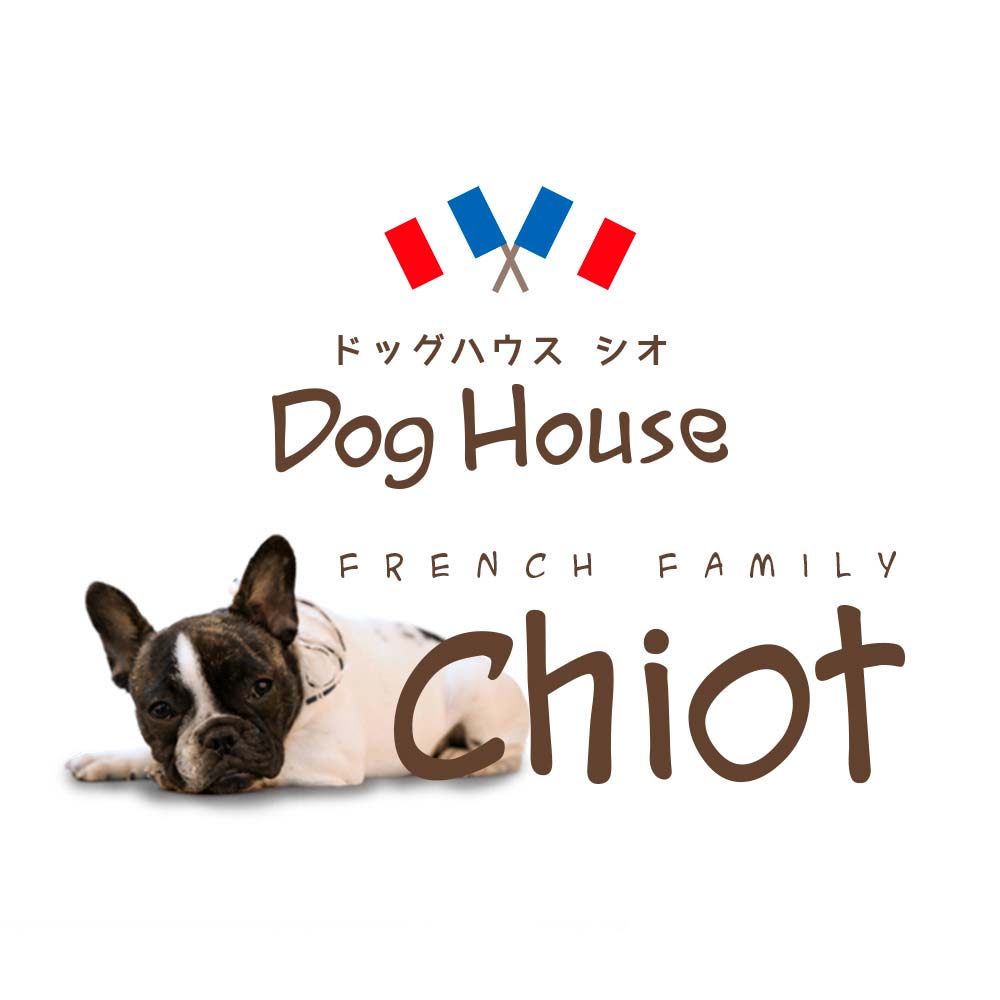 dog__chiot