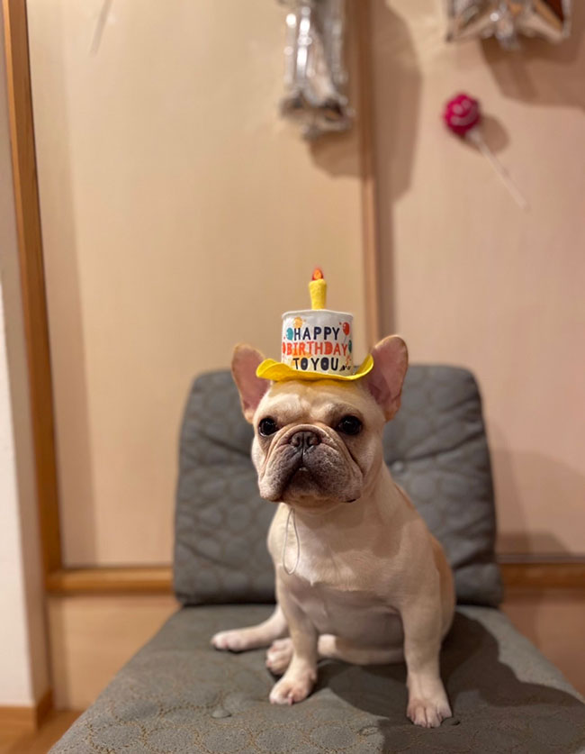 HAPPY BIRTHDAY🎂　大福くん🎉｜シオから巣立った子犬写真館 
